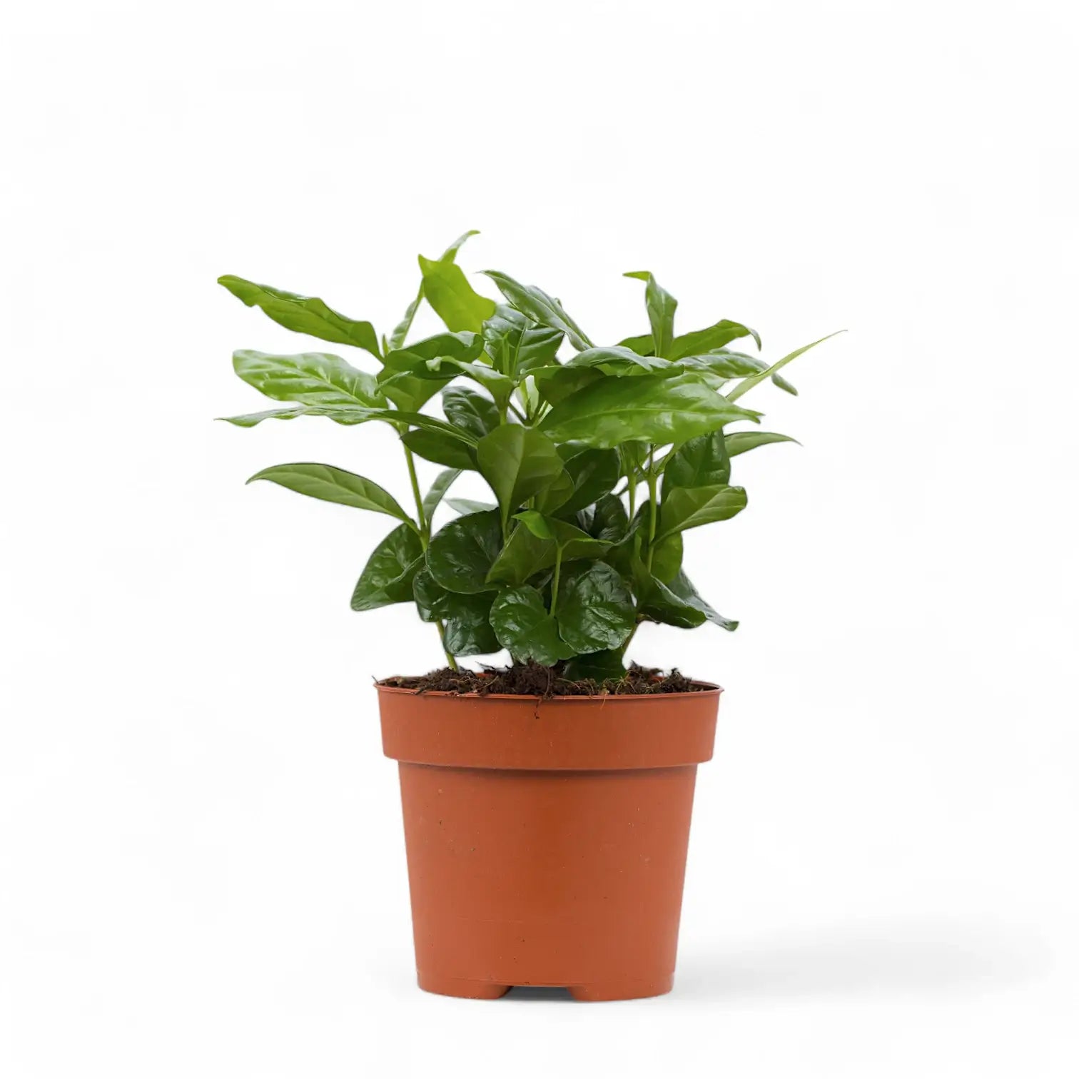 Coffea arabica potted plant in nursery pot on white background.