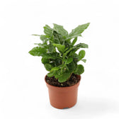 Coffea arabica potted plant in nursery pot on white background.