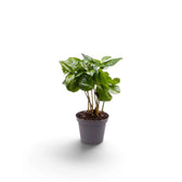 Small Coffea arabica with shiny green leaves on slender stems in a grey pot