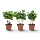 Three small Coffea arabica plants with glossy leaves in orange pots