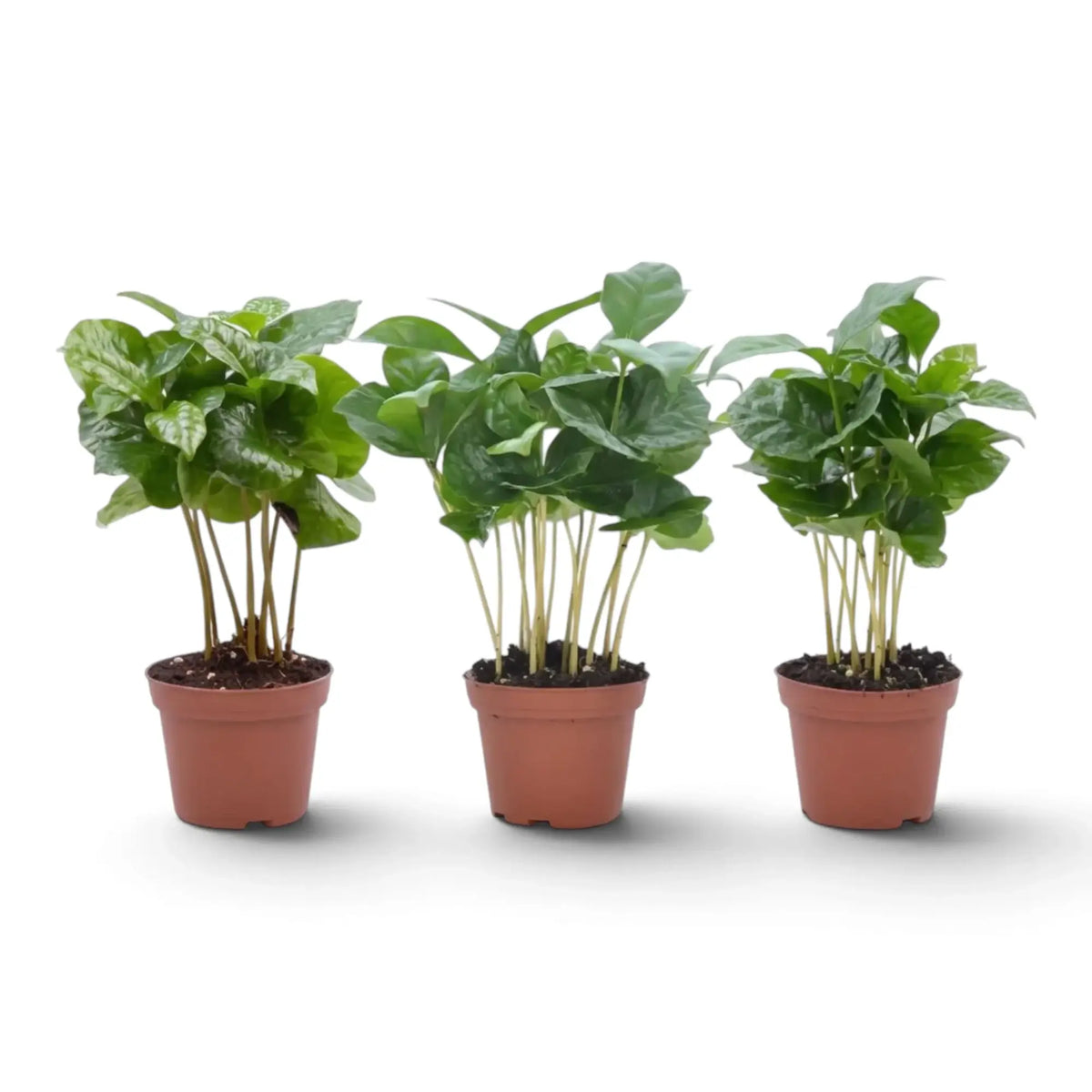 Three small Coffea arabica plants with glossy leaves in orange pots