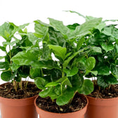 Close-up of several young Coffea arabica plants with glossy green leaves