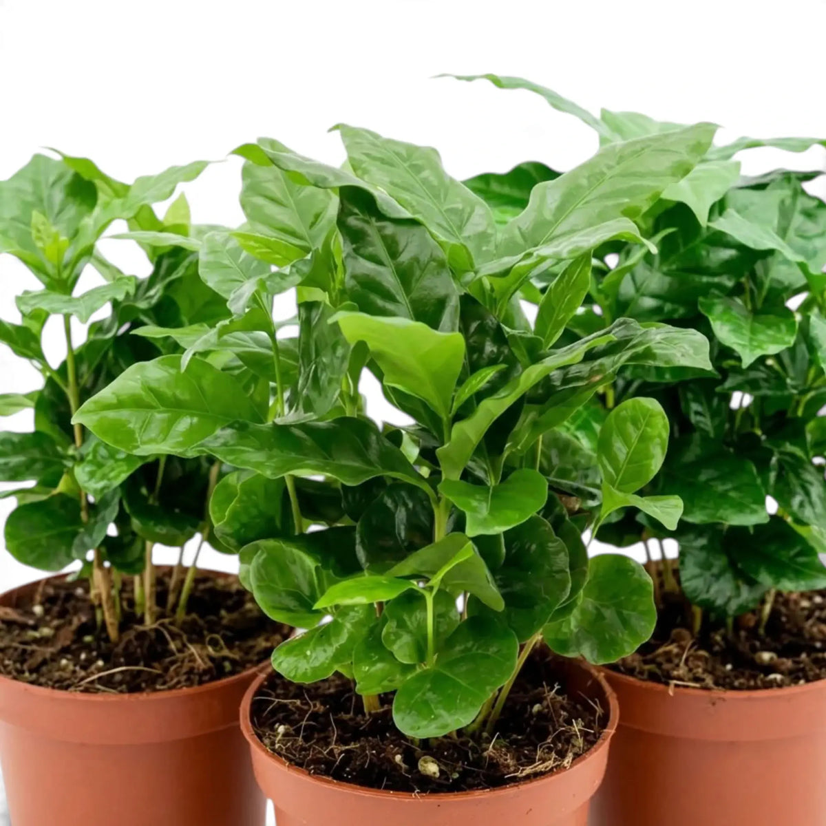 Close-up of several young Coffea arabica plants with glossy green leaves
