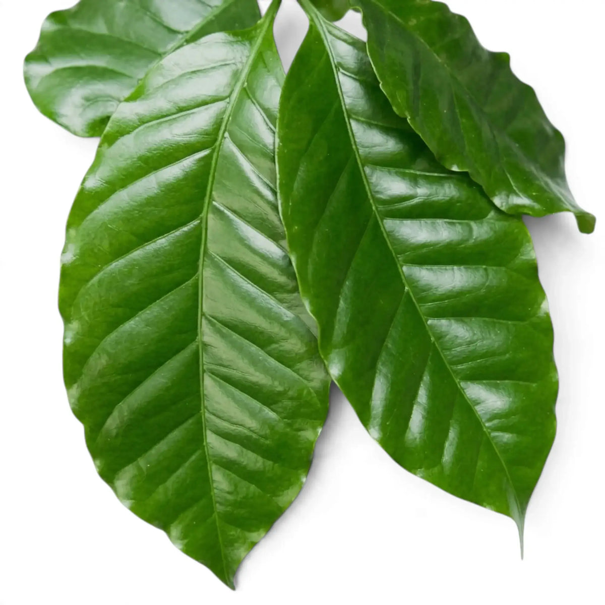 Close-up of Coffea arabica leaves with glossy surfaces and prominent veins