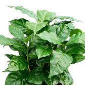 Close-up of a dense cluster of glossy green Coffea arabica leaves