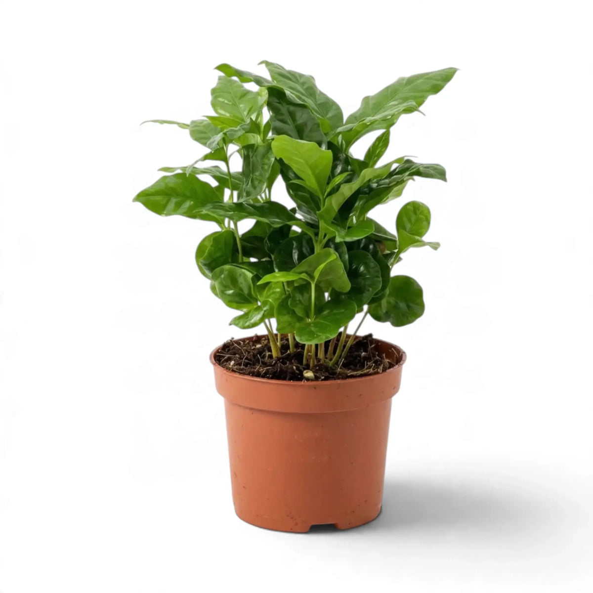 Coffea arabica in a nursery pot with light new leaves above darker foliage