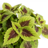Coleus ‘Alligator Alley’ foliage with burgundy centres and broad lime-green scalloped margins.