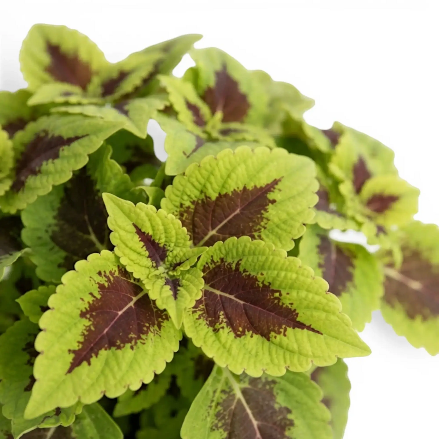 Coleus ‘Alligator Alley’ foliage with burgundy centres and broad lime-green scalloped margins.