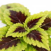 Coleus ‘Alligator Alley’ leaves showing dark burgundy centres framed by bright green edges.