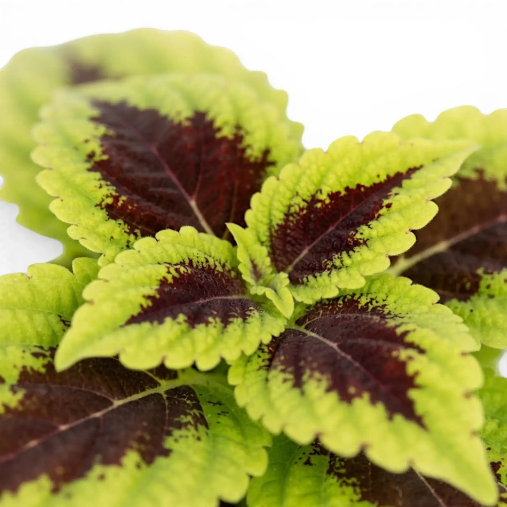 Coleus ‘Alligator Alley’ leaves showing dark burgundy centres framed by bright green edges.