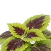 Coleus ‘Alligator Alley’ leaf detail with a chocolate-burgundy centre and serrated lime border.