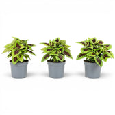 Three Coleus ‘Alligator Alley’ plants with burgundy-and-lime foliage in grey nursery pots.