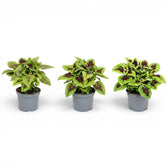 Group of three compact Coleus ‘Alligator Alley’ plants in grey nursery pots.