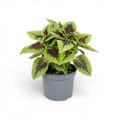 Coleus ‘Alligator Alley’ with layered lime-edged burgundy leaves in a grey nursery pot.