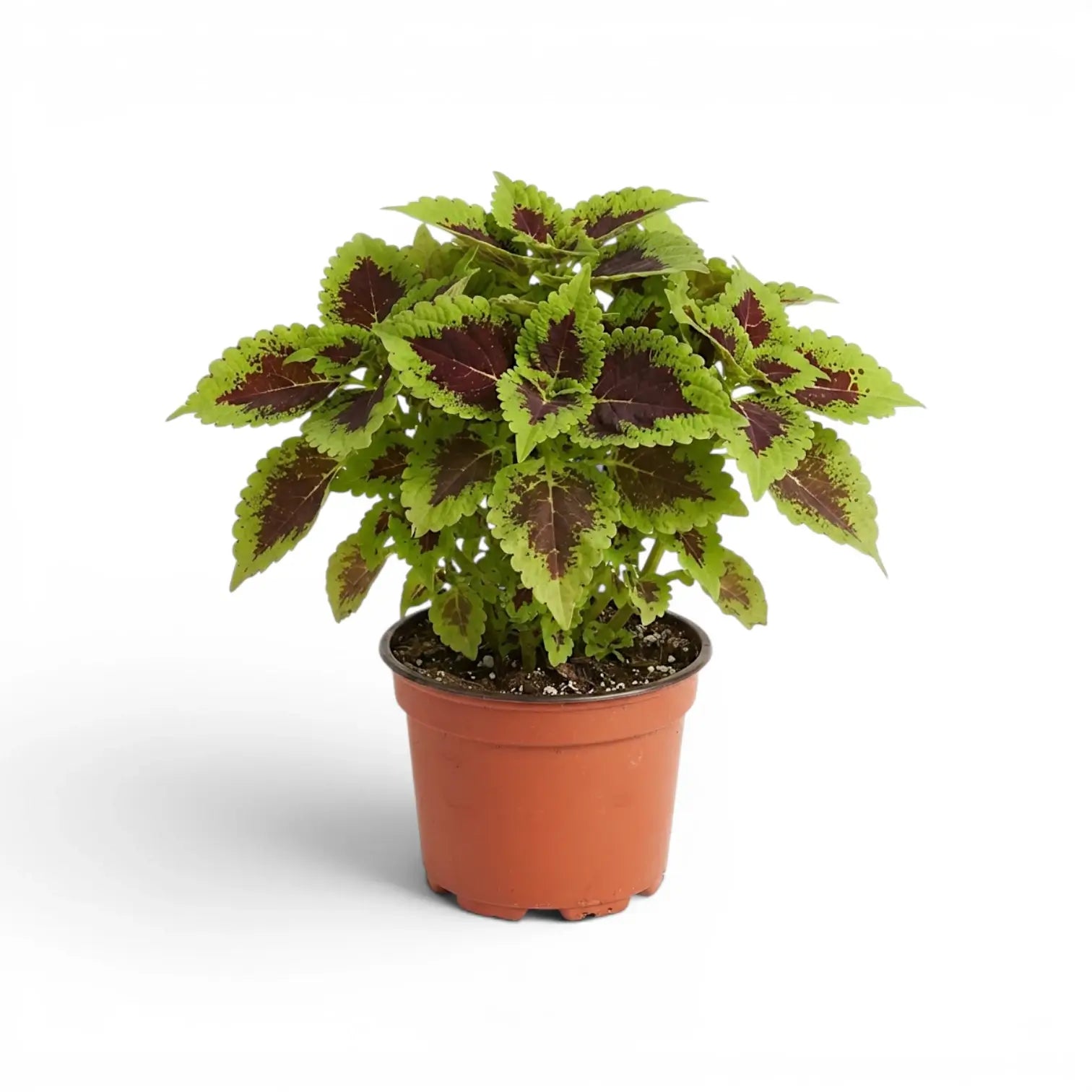 Rounded Coleus ‘Alligator Alley’ plant with bright lime margins in a terracotta nursery pot.