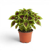 Rounded Coleus ‘Alligator Alley’ plant with bright lime margins in a terracotta nursery pot.