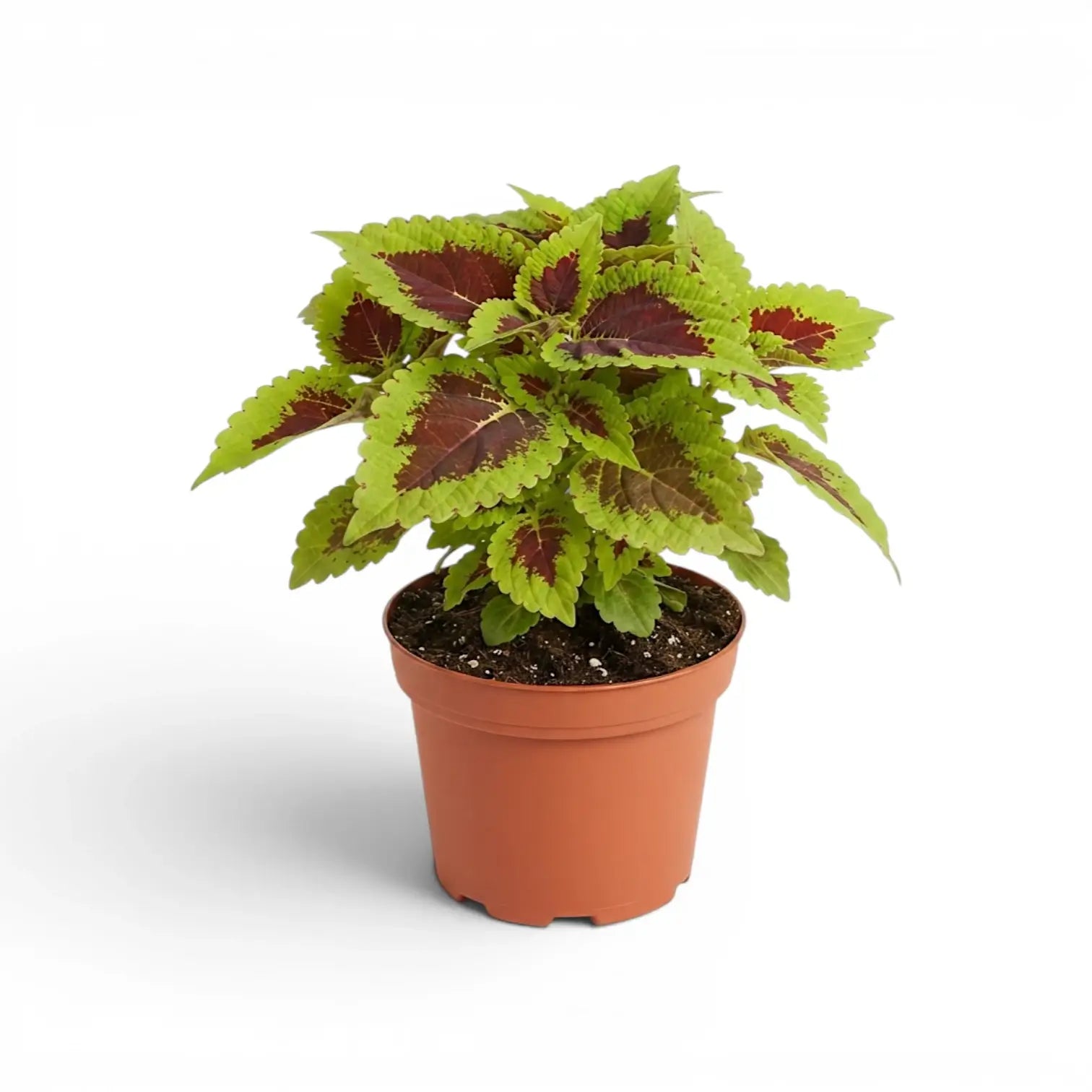 Upright Coleus ‘Alligator Alley’ with burgundy-centred leaves in a terracotta nursery pot.