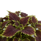 Coleus ‘Bourbon Street’ foliage with broad burgundy leaves and fine lime-green edges.