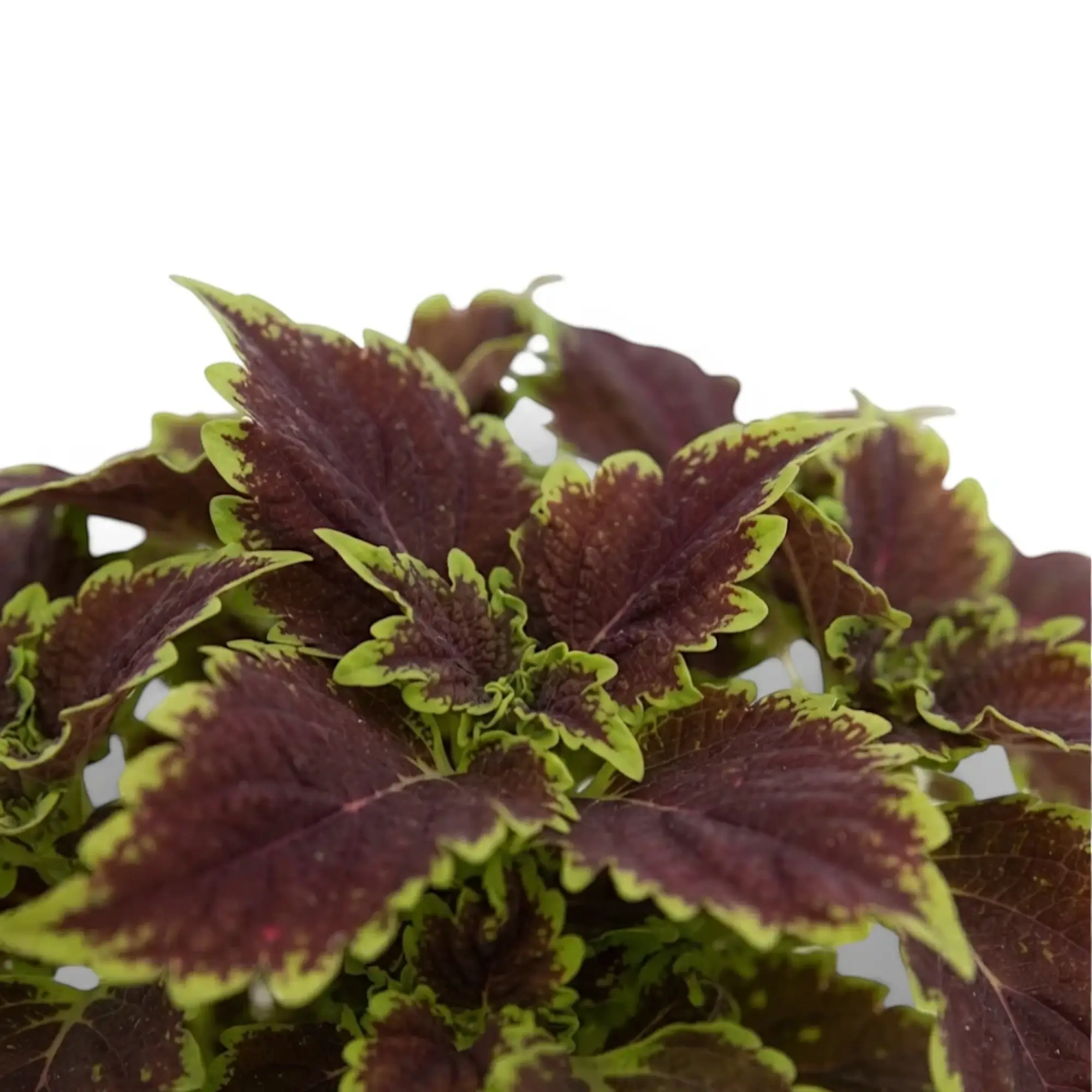 Coleus ‘Bourbon Street’ foliage with broad burgundy leaves and fine lime-green edges.