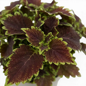 Coleus ‘Bourbon Street’ new growth surrounded by ruffled burgundy-and-lime leaves.