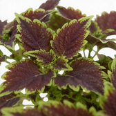 Coleus ‘Bourbon Street’ leaf detail with dark burgundy centres and scalloped green margins.