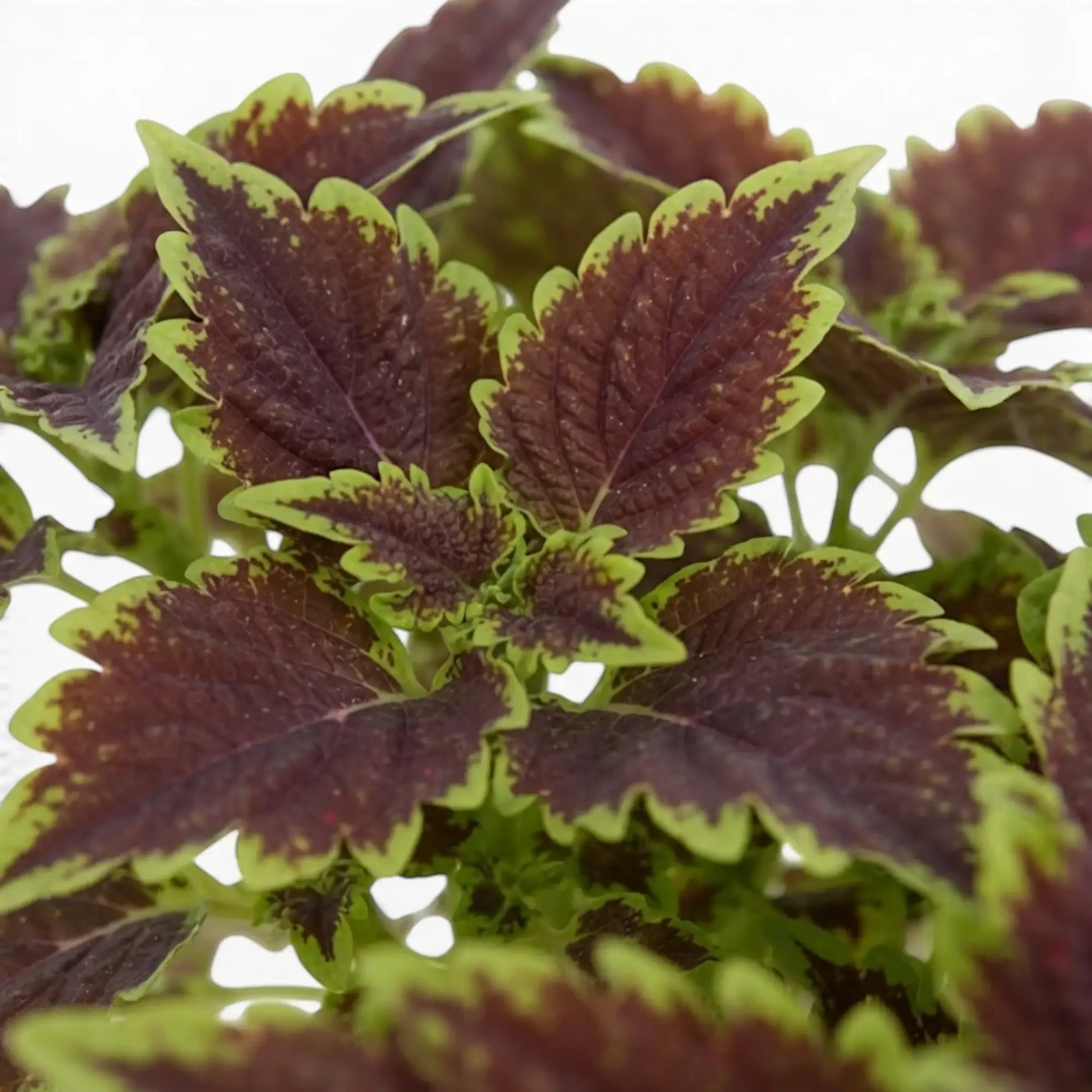 Coleus ‘Bourbon Street’ leaf detail with dark burgundy centres and scalloped green margins.