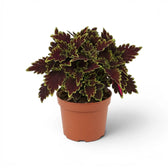 Full Coleus ‘Bourbon Street’ plant with tightly layered, lime-edged burgundy leaves in a terracotta nursery pot.