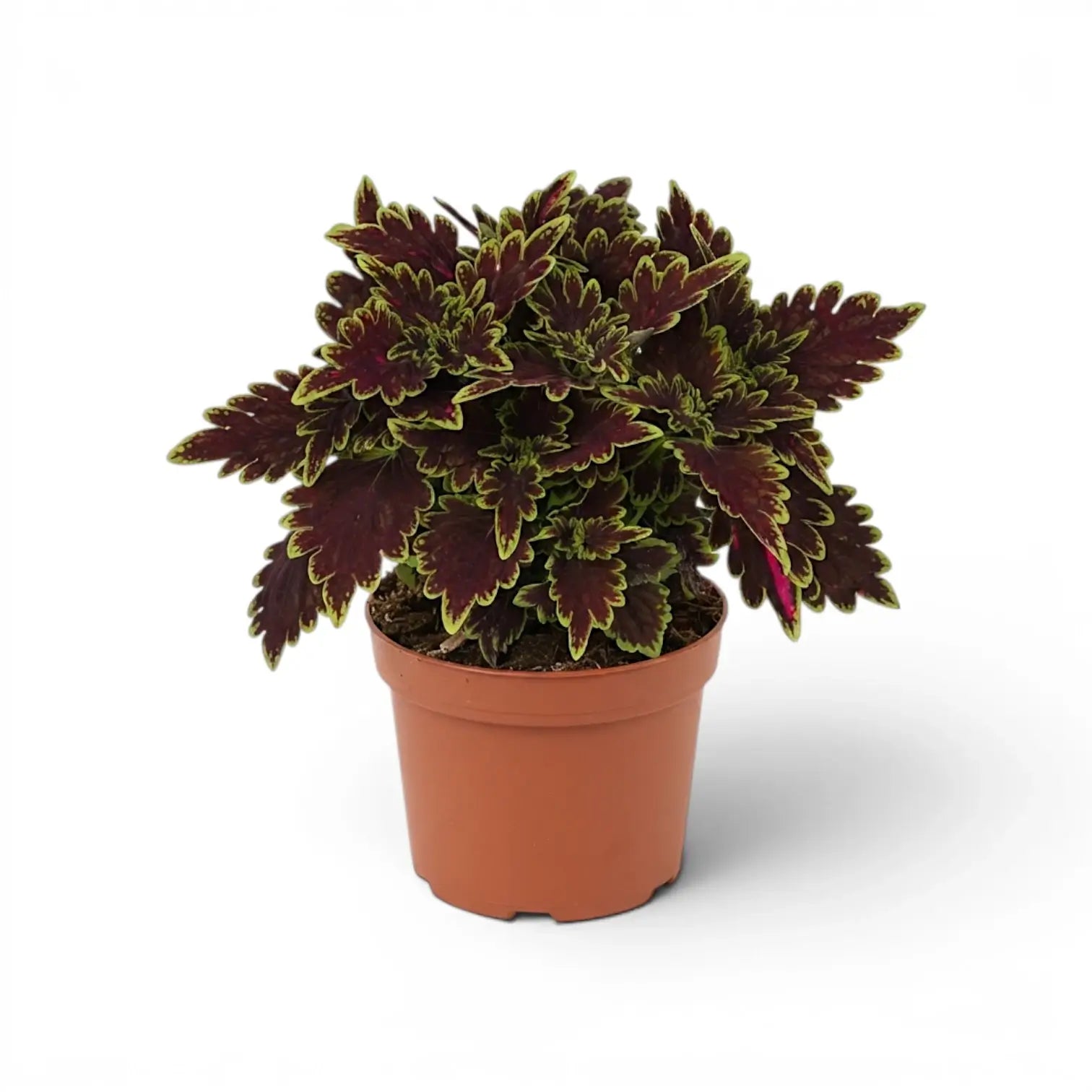 Full Coleus ‘Bourbon Street’ plant with tightly layered, lime-edged burgundy leaves in a terracotta nursery pot.