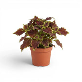 Upright Coleus ‘Bourbon Street’ with ruffled burgundy leaves in a terracotta nursery pot.