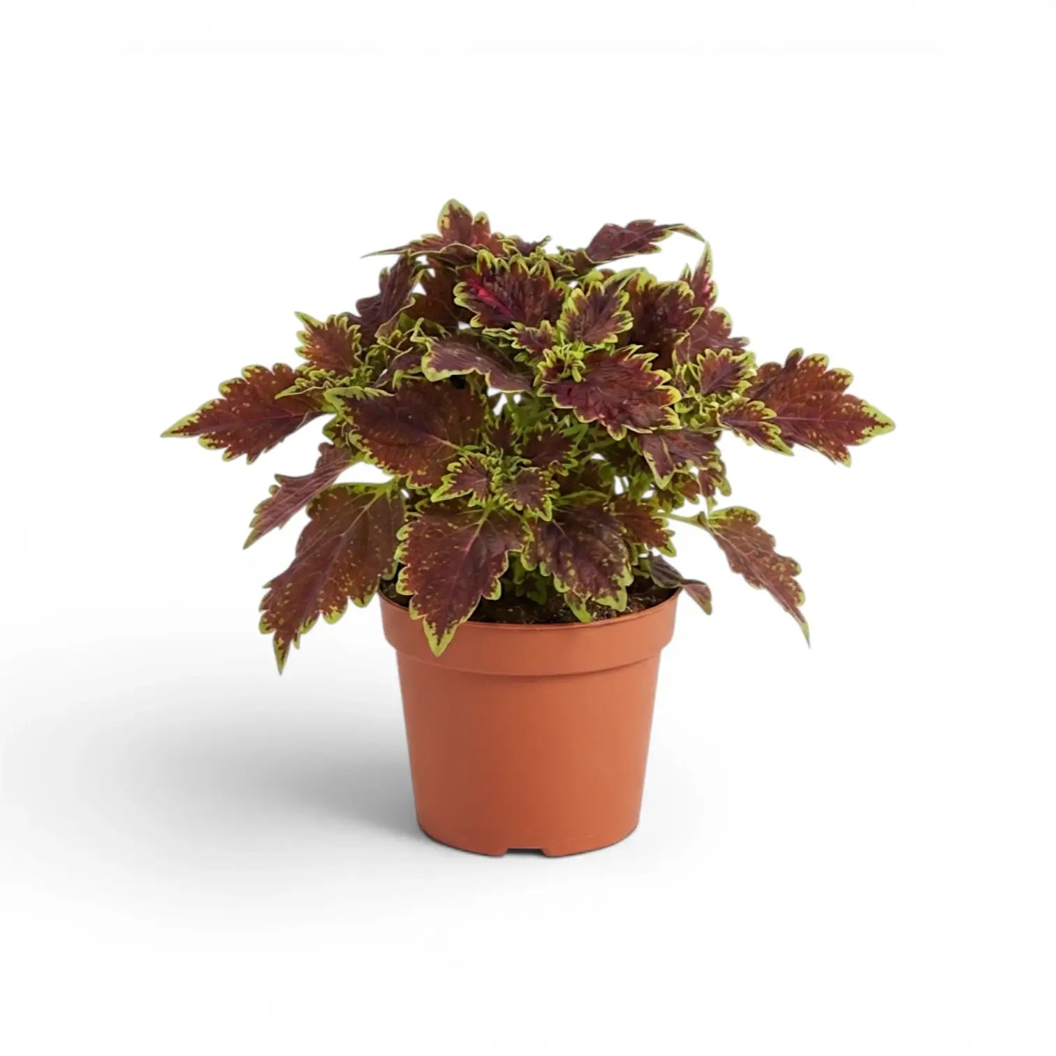 Upright Coleus ‘Bourbon Street’ with ruffled burgundy leaves in a terracotta nursery pot.