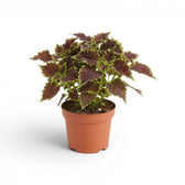 Rounded Coleus ‘Bourbon Street’ plant with narrow green leaf margins in a terracotta nursery pot.
