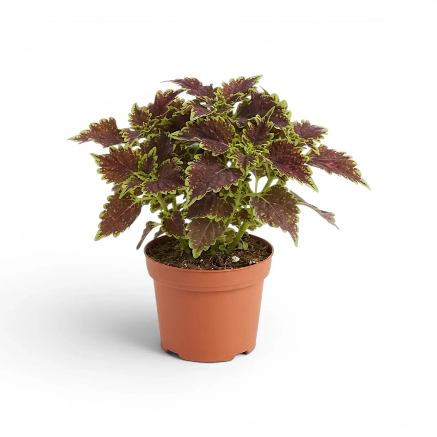 Rounded Coleus ‘Bourbon Street’ plant with narrow green leaf margins in a terracotta nursery pot.