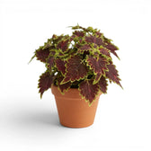 Coleus ‘Bourbon Street’ with cascading burgundy-and-lime foliage in a terracotta nursery pot.