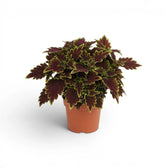 Dense Coleus ‘Bourbon Street’ plant with dark burgundy leaves in a terracotta nursery pot.