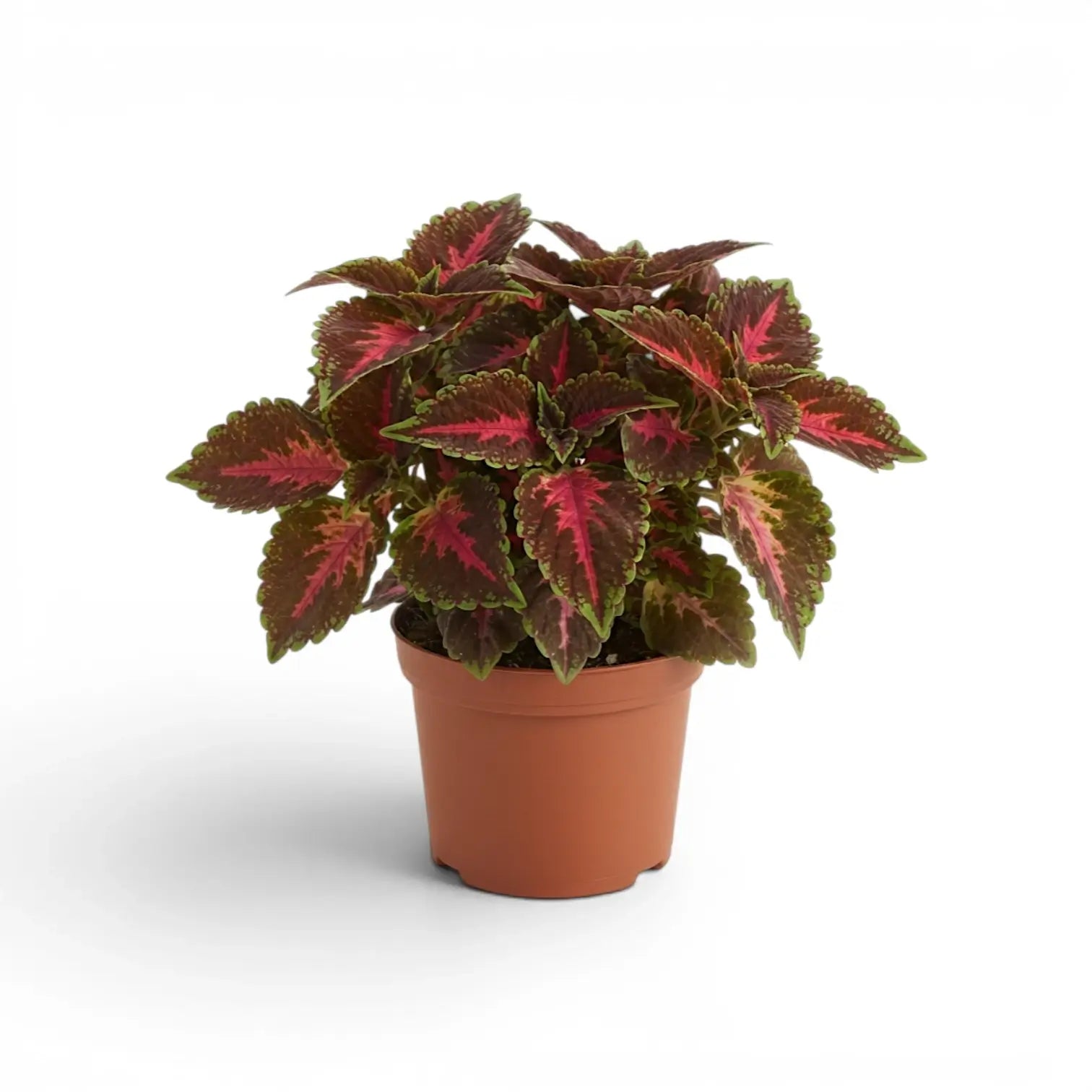 Coleus ‘Franklin Street’ plant with magenta-centred burgundy leaves in a terracotta nursery pot.