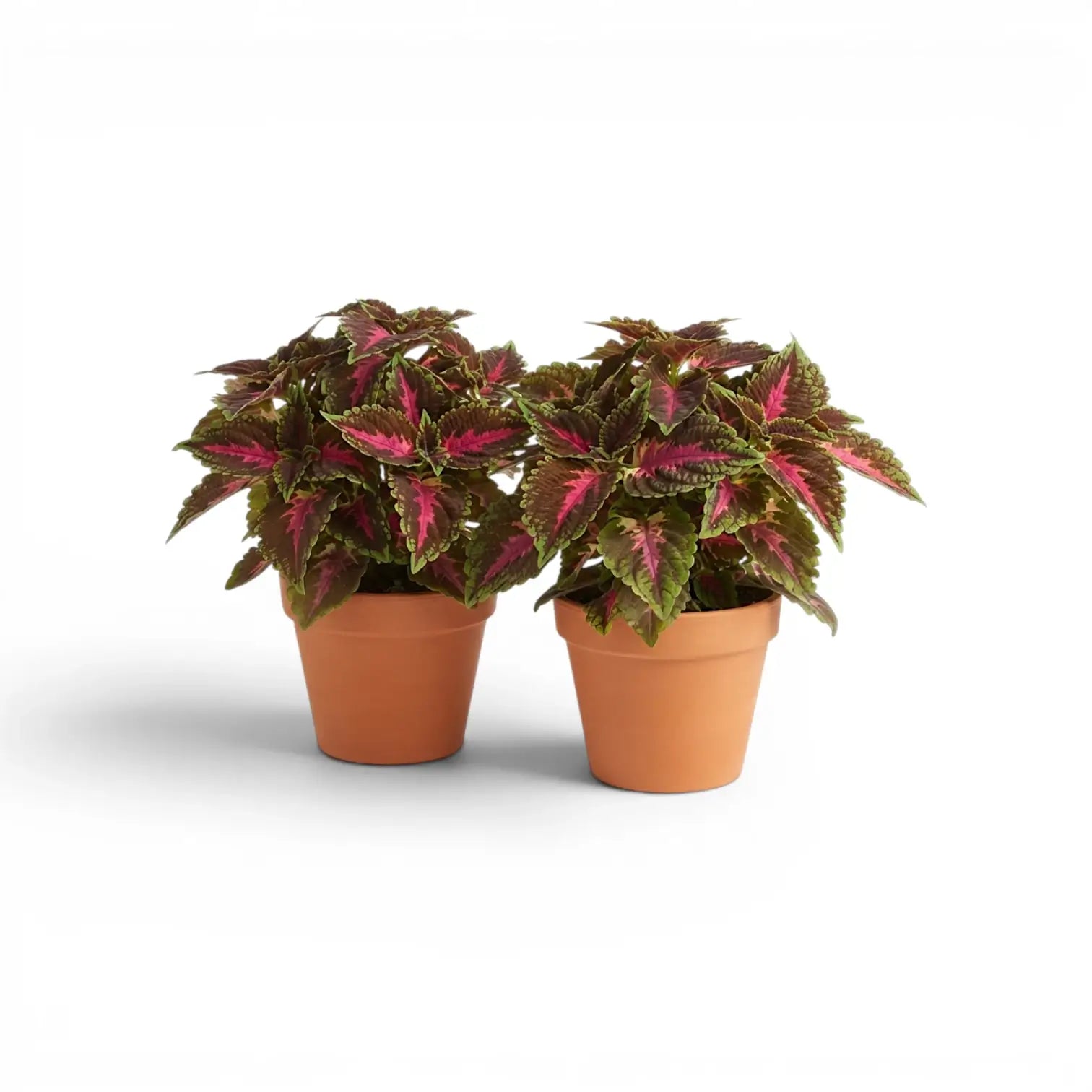Pair of Coleus ‘Franklin Street’ plants with burgundy, magenta and green foliage in nursery pots.