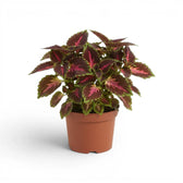 Full Coleus ‘Franklin Street’ plant with vivid pink leaf centres in a terracotta nursery pot.