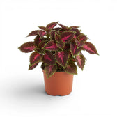 Compact Coleus ‘Franklin Street’ with pink-striped burgundy foliage in a terracotta nursery pot.