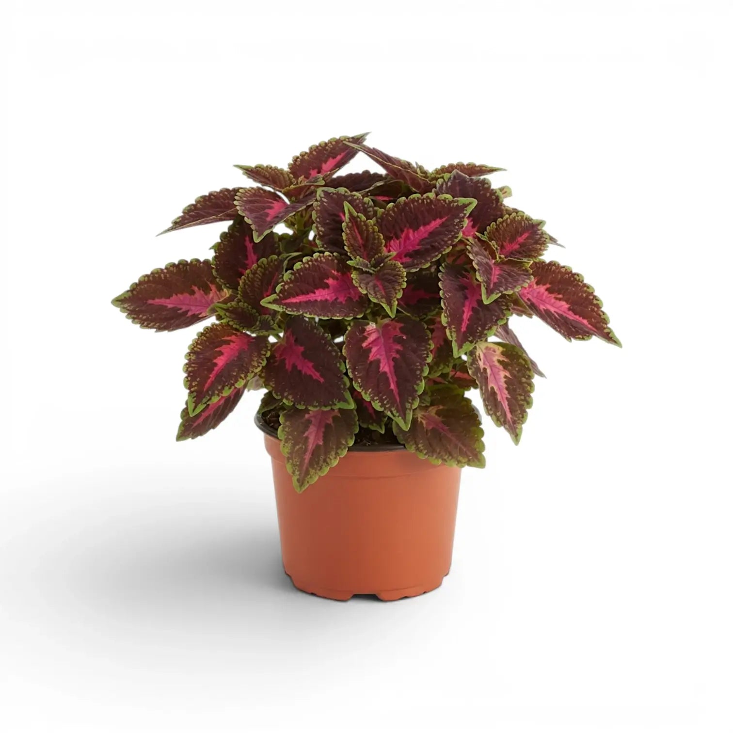 Compact Coleus ‘Franklin Street’ with pink-striped burgundy foliage in a terracotta nursery pot.