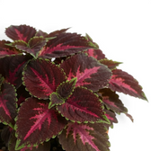 Coleus ‘Franklin Street’ foliage with hot-pink centres, burgundy fields and scalloped green edges.