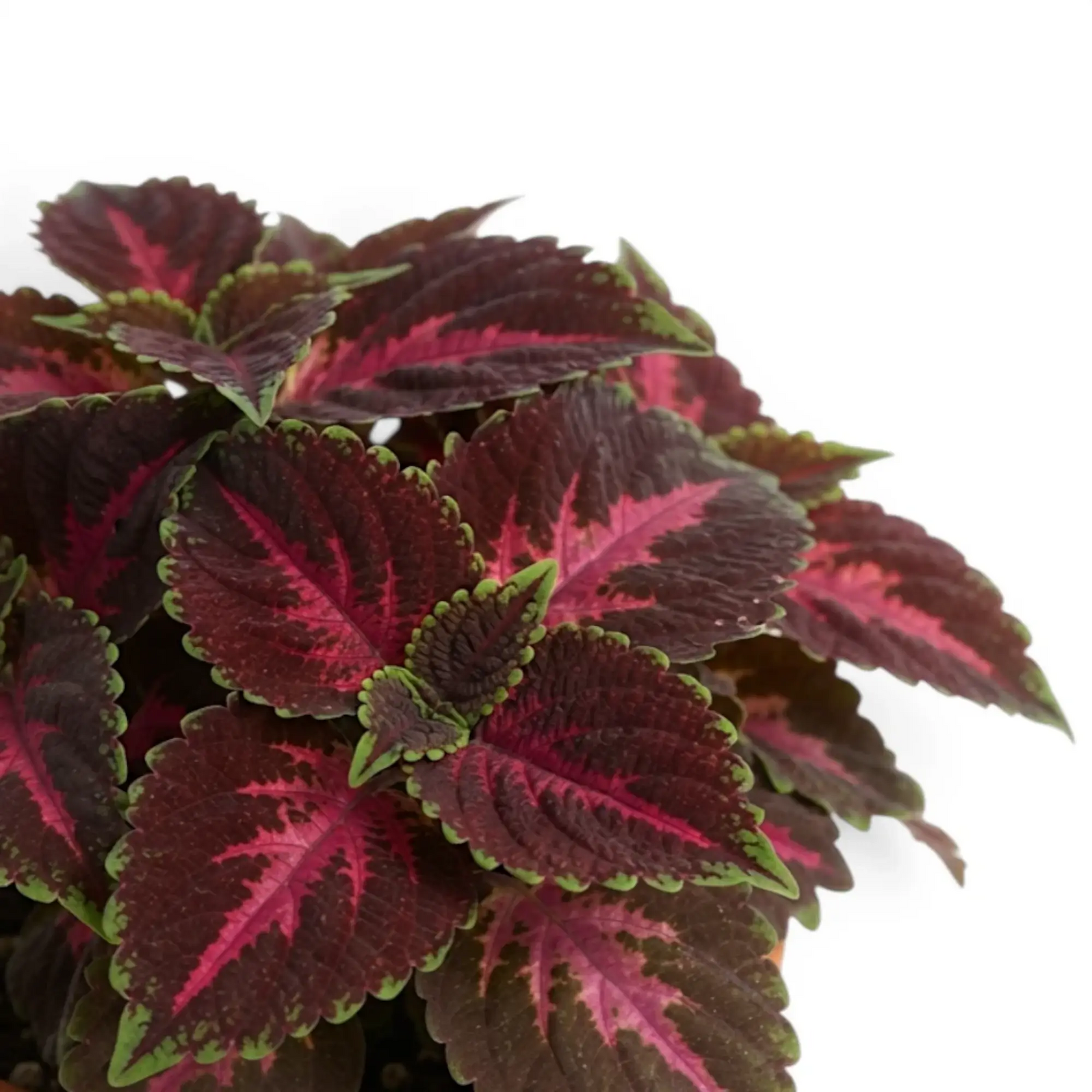 Coleus ‘Franklin Street’ foliage with hot-pink centres, burgundy fields and scalloped green edges.