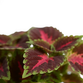 Coleus ‘Franklin Street’ leaf detail showing a vivid pink centre on deep burgundy.