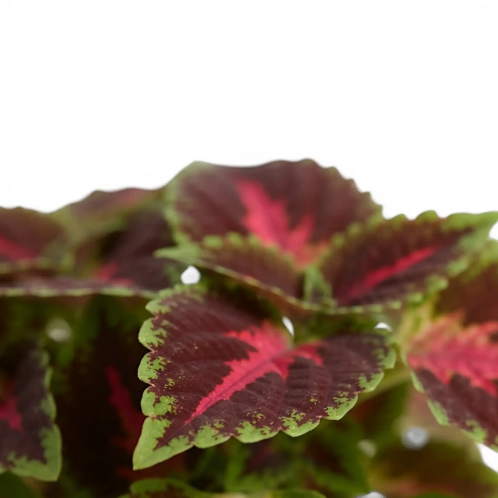 Coleus ‘Franklin Street’ leaf detail showing a vivid pink centre on deep burgundy.