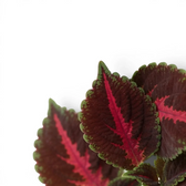 Coleus ‘Franklin Street’ new growth with magenta markings and fine lime-green margins.