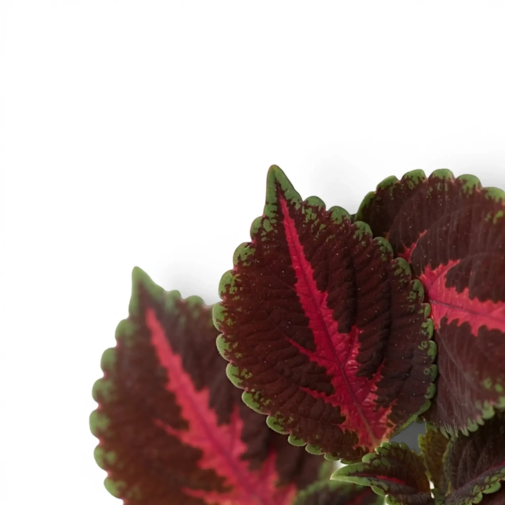 Coleus ‘Franklin Street’ new growth with magenta markings and fine lime-green margins.