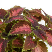 Coleus ‘Magnificent Mile’ foliage with coral-pink centres, burgundy fields and green scalloped edges.