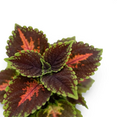 Coleus ‘Magnificent Mile’ leaves with bright coral markings and lime-green margins.
