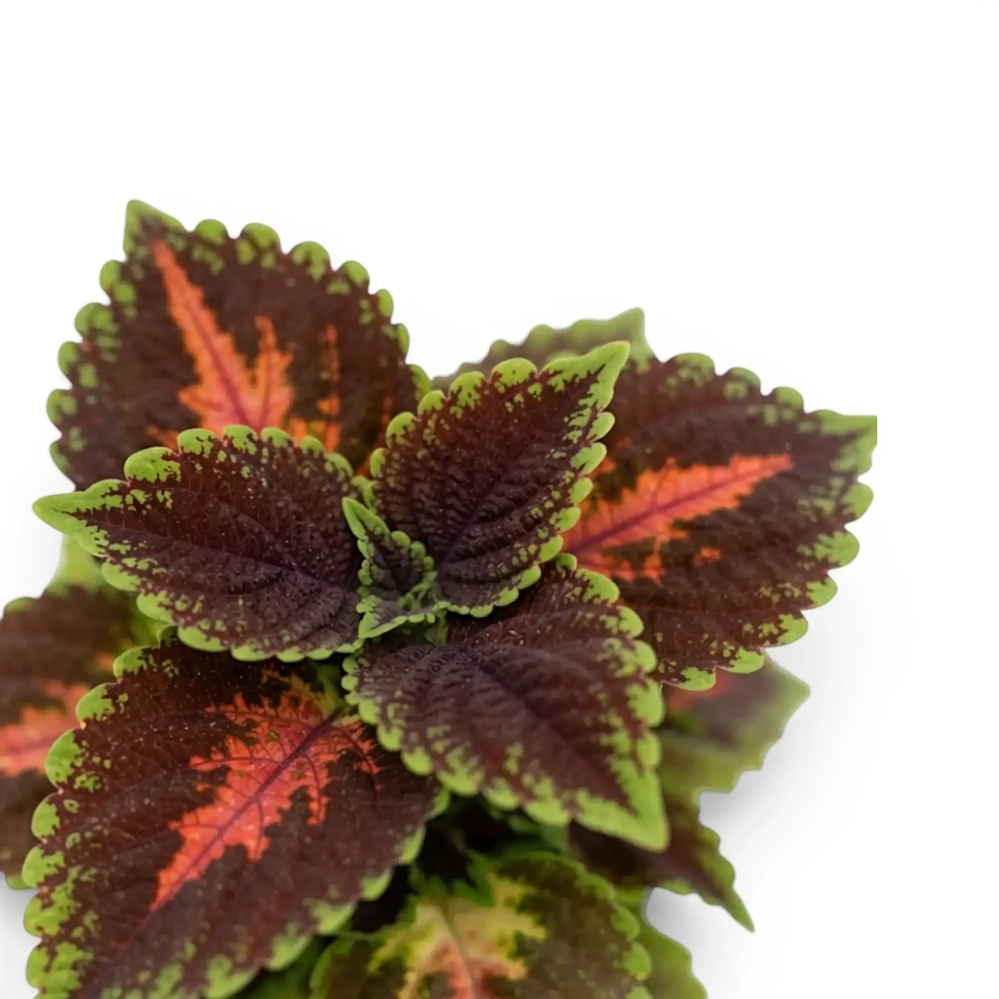 Coleus ‘Magnificent Mile’ leaves with bright coral markings and lime-green margins.