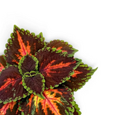 Coleus ‘Magnificent Mile’ new growth framed by burgundy leaves with coral-pink centres.