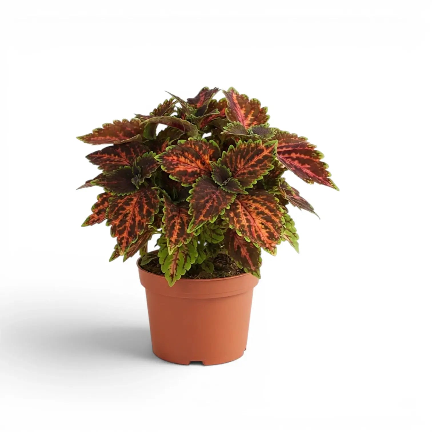Medium Coleus ‘Magnificent Mile’ with coral-patterned burgundy leaves in a terracotta nursery pot.